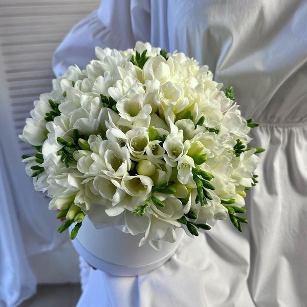 "White Tenderness" &mdash; flower box with 39 freesias